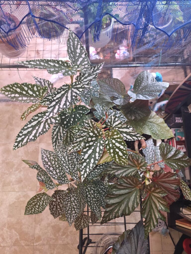 Mixed begonia garden 🥰