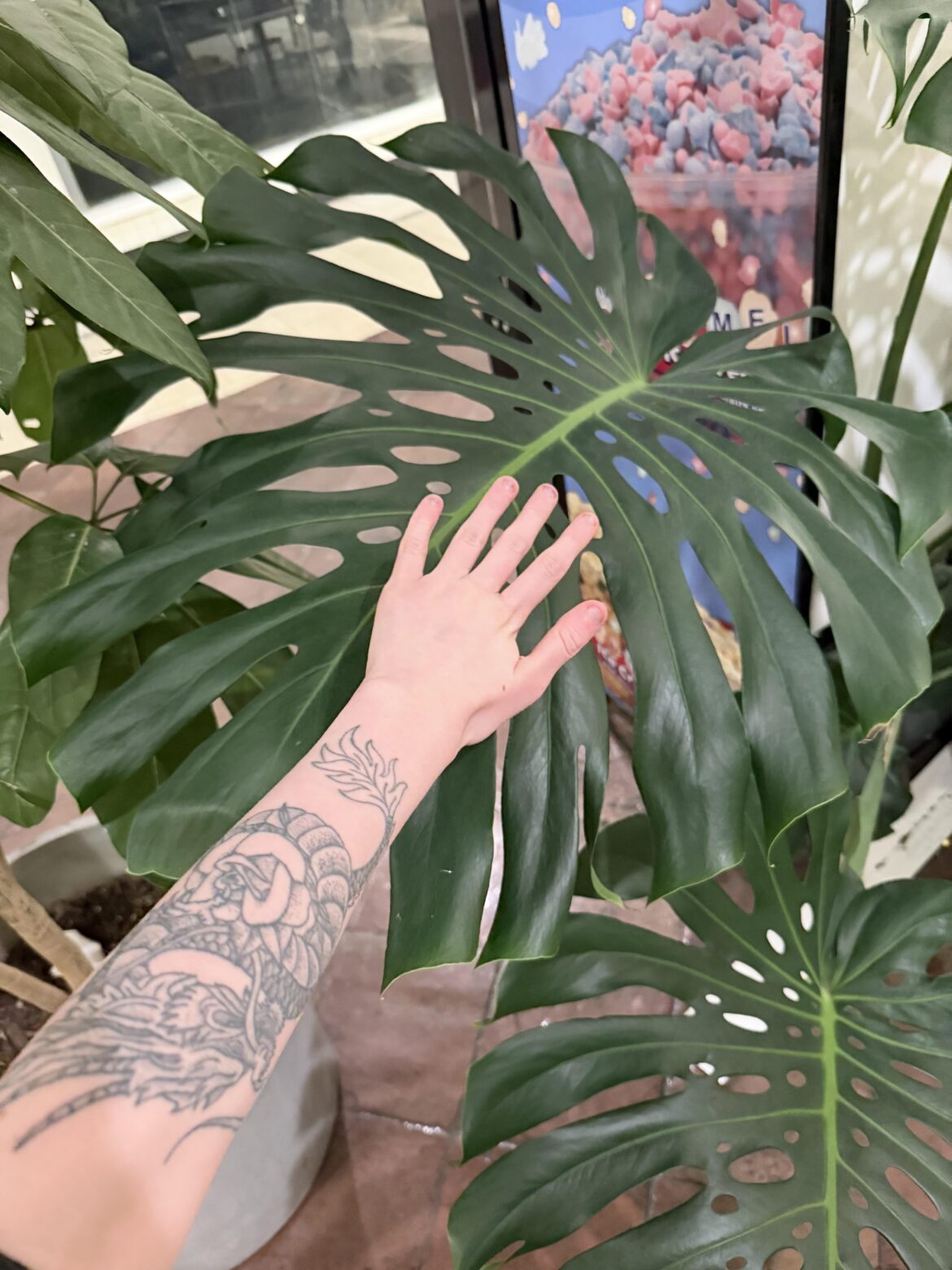 Saw this jaw-dropping Monstera at my local mall. Look at one of her leaves against my hand!!