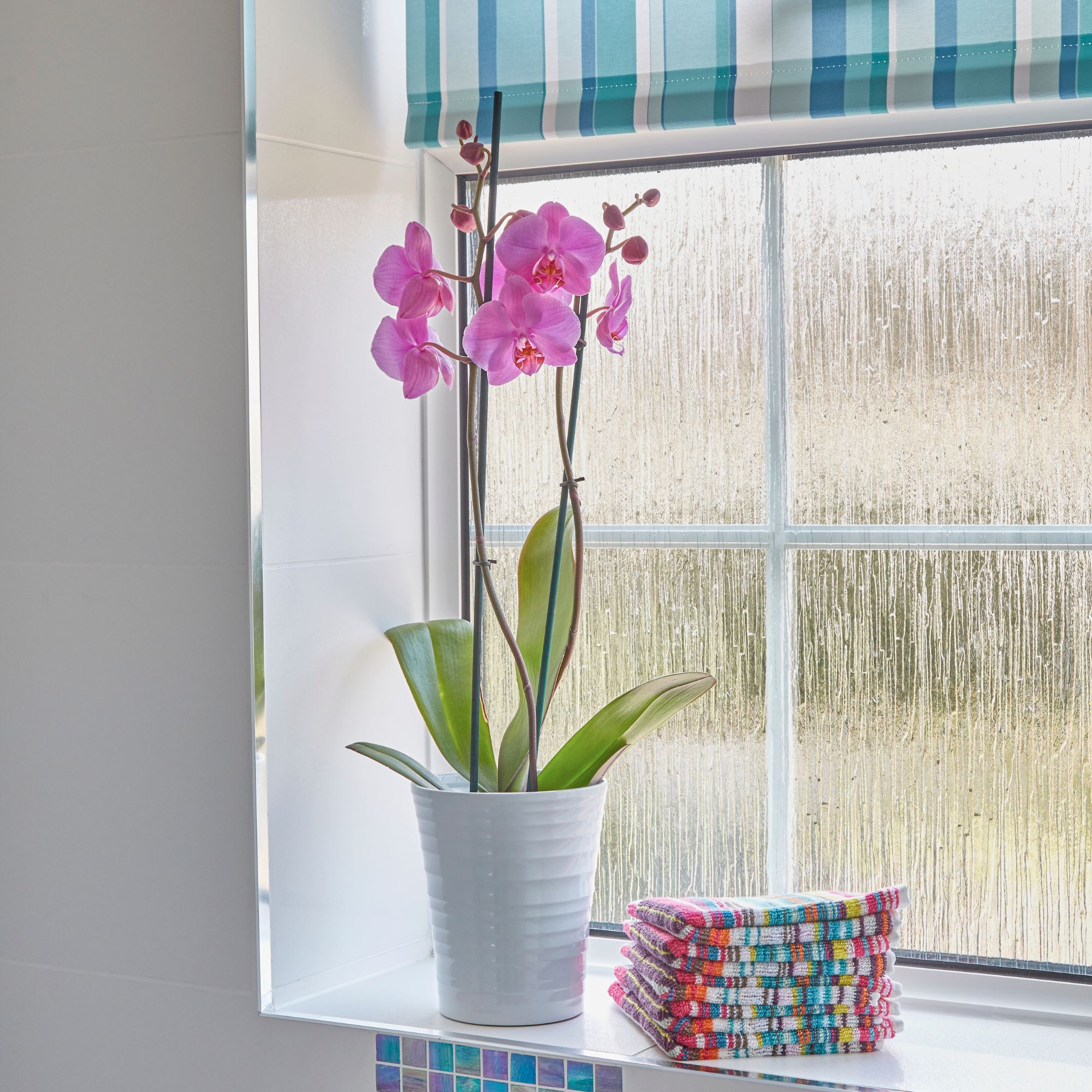 Orchid houseplant growing on bathroom windowsill