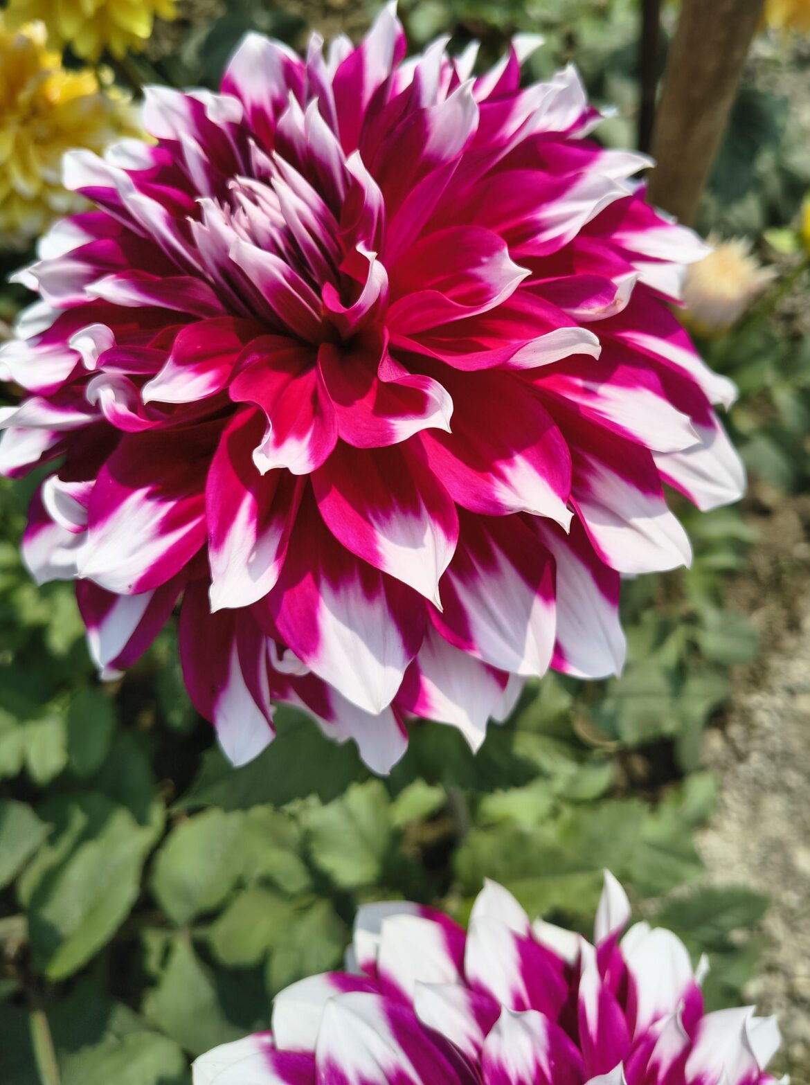 Mystery day Dinner plate Dahlia 🏵️