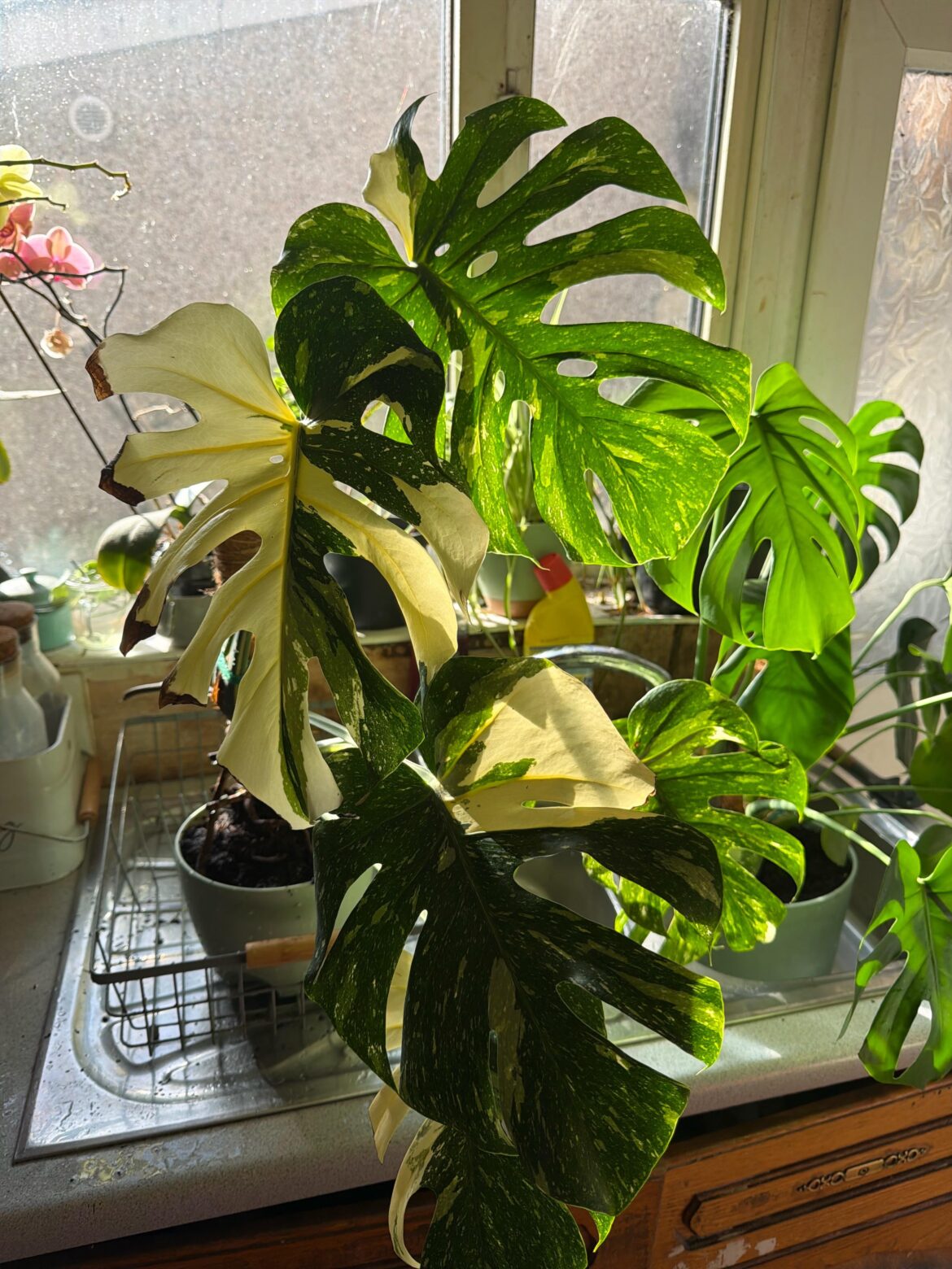 Browning edges on whiter leaves, Thai Constellation