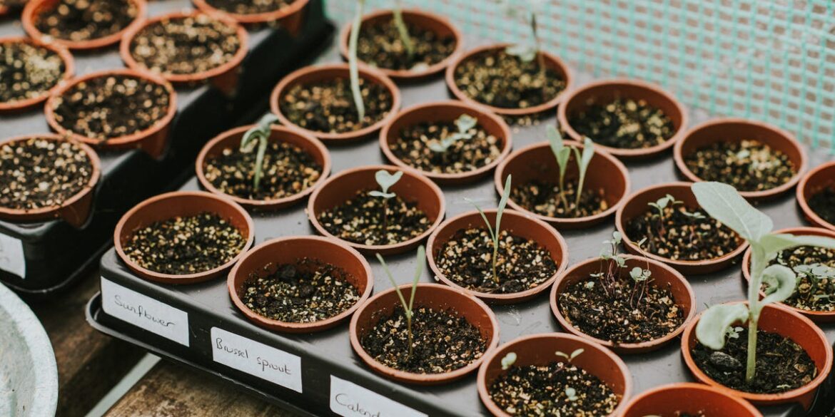 Vegetables to Plant in February – Indoors, Under Cloches and Direct