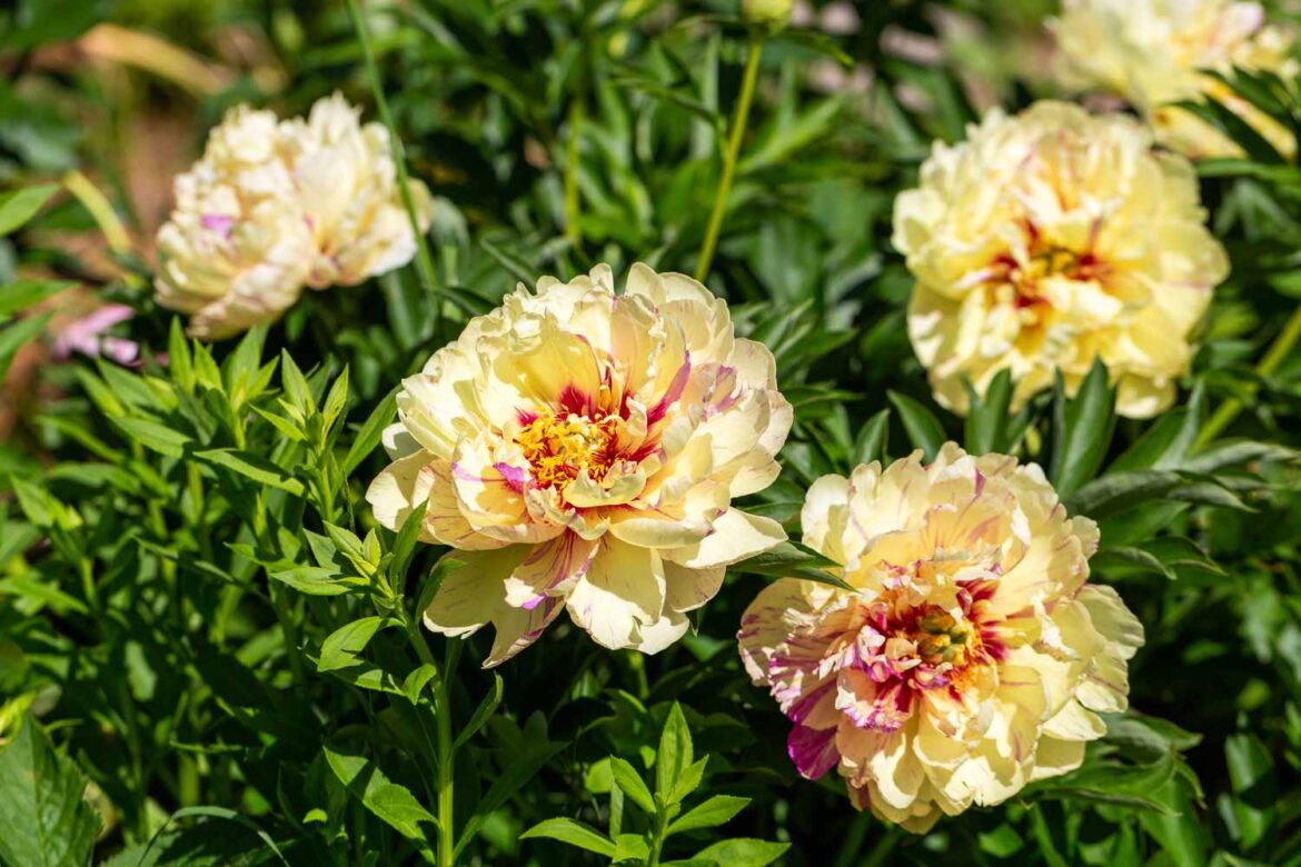 Are Peonies Perennials? Gardening Experts Explain Are Peonies Perennials? Gardening Experts Explain
