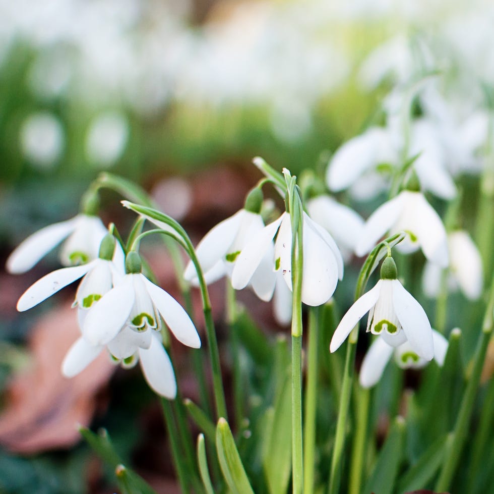 clusters of snowdrops (galanthus) growing naturally clusters of snowdrops (galanthus) growing naturally