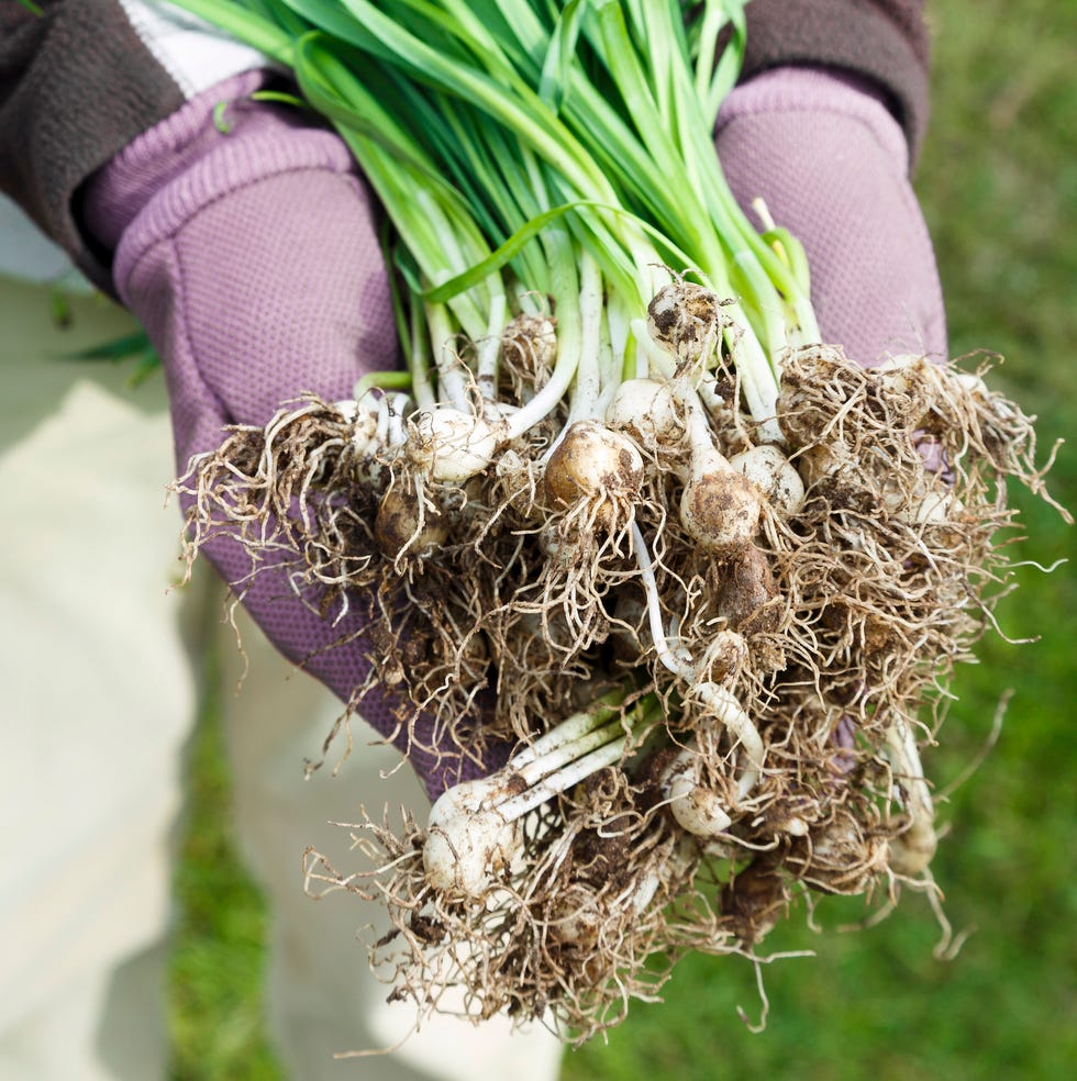 woman holding spring bulbs, snowdrops in the green woman holding spring bulbs, snowdrops in the green
