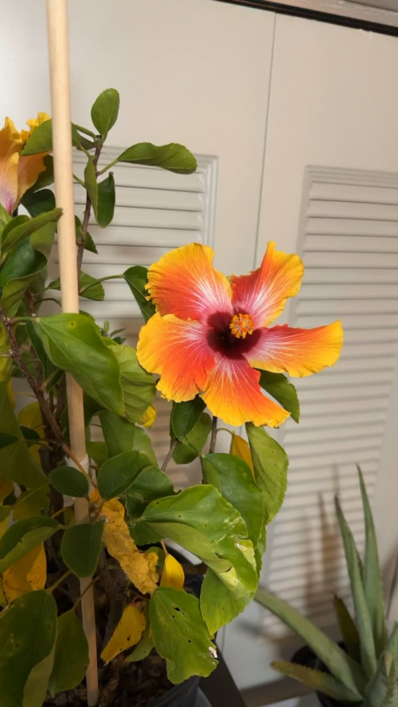 Hibiscus Blooms
