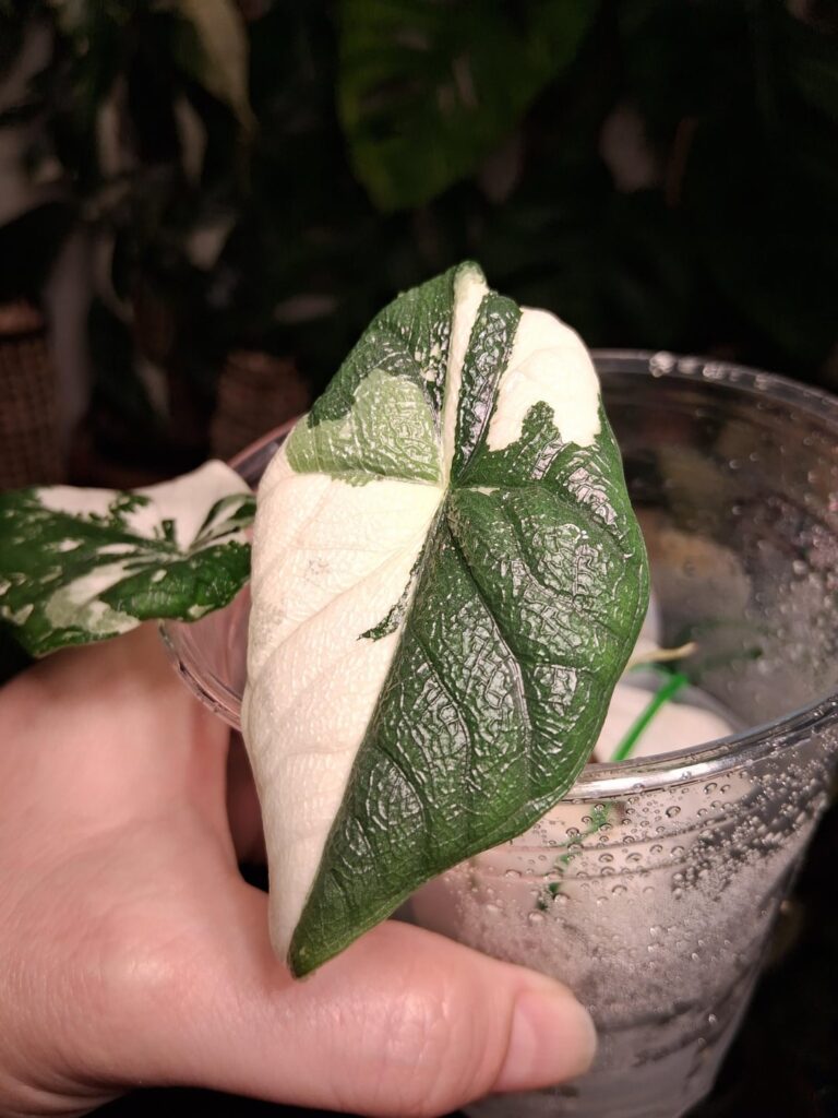 Alocasia Melo Albo bebe!