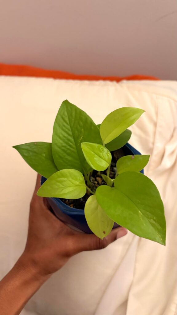 should i repot my neon pothos? should i repot my neon pothos?