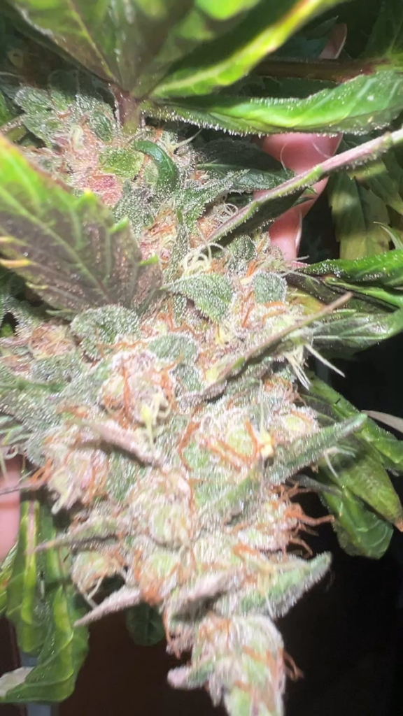 My first harvest