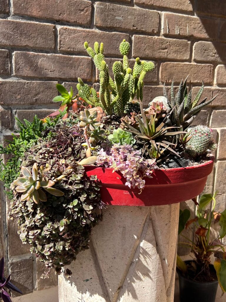 Succulent and cactus arrangement.
