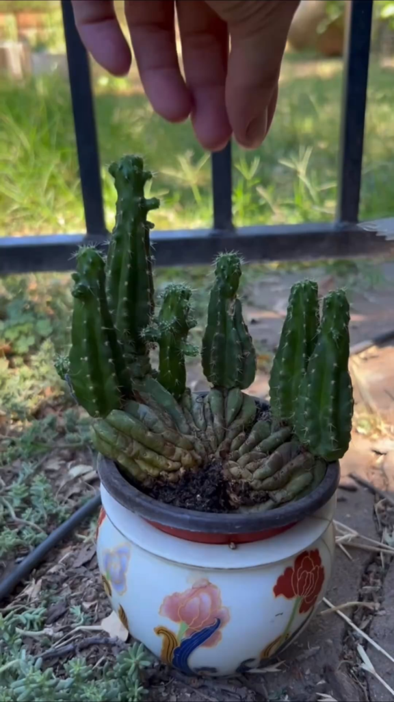 Neglected Scop x Olivia gets grafted on opuntia