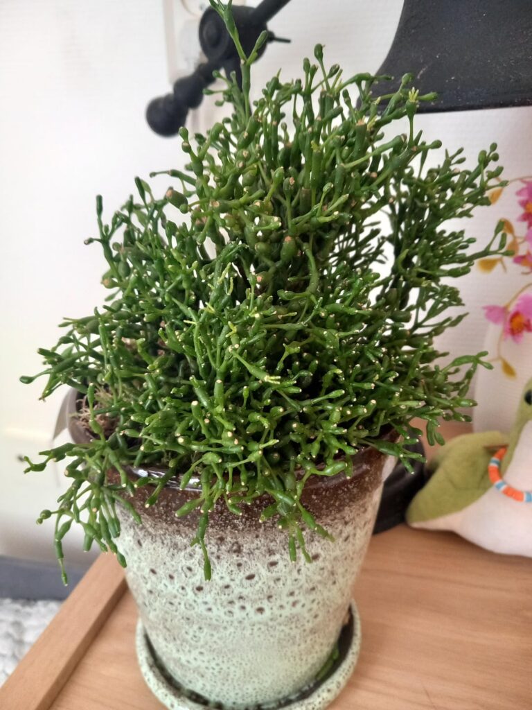 got this plant as a gift. would love to know the name and if it's cat-safe. the tag doesn't have a name on it