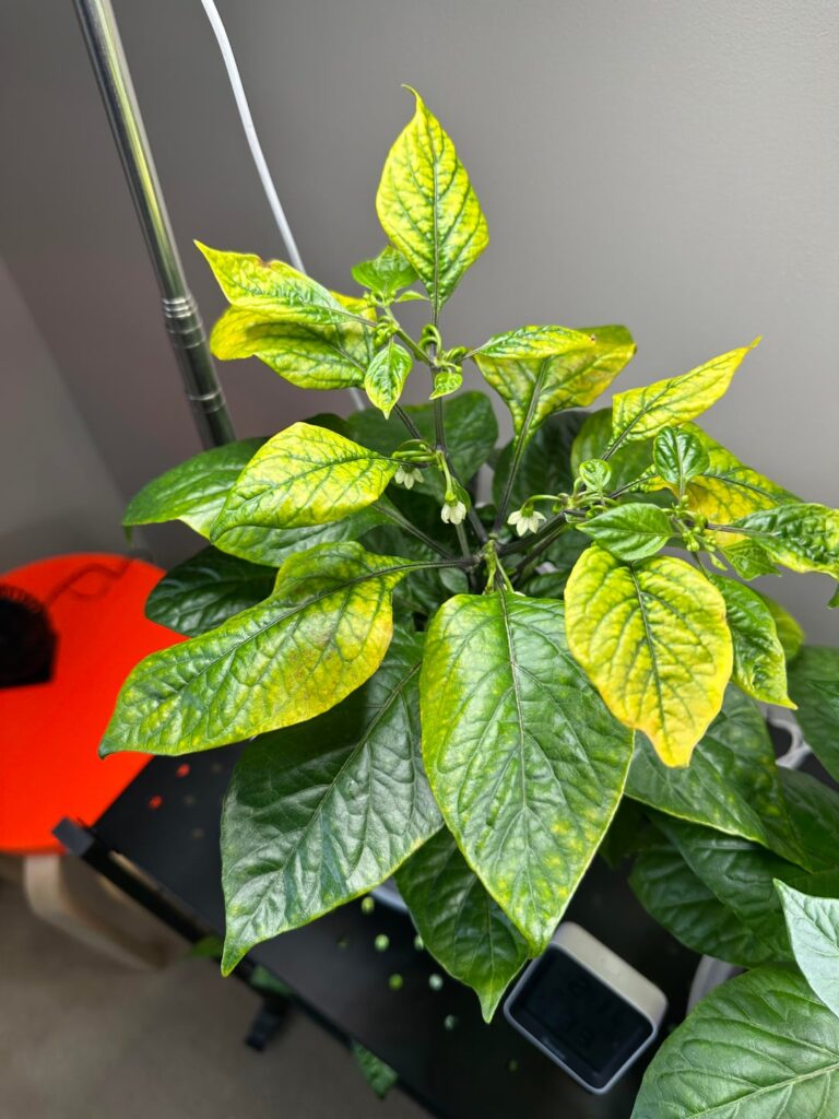 Help with yellowing leaves (from top down)