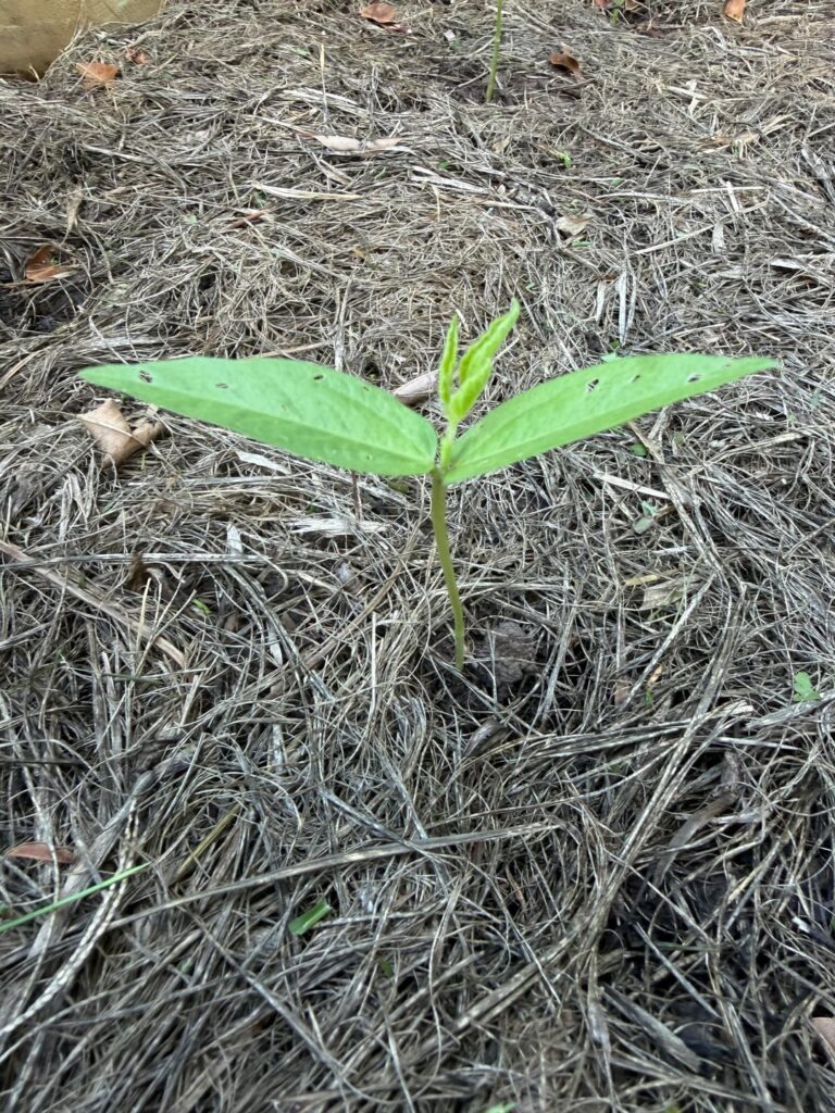 Does anybody know what this is? Does anybody know what this is?