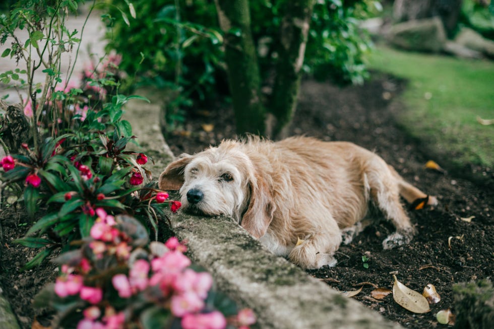 a dog resting on a garden border amidst flowers