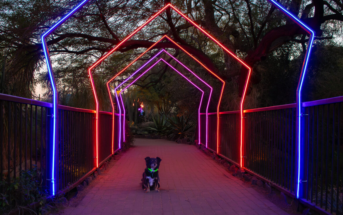 Dog Days After Dark | Desert Botanical Garden