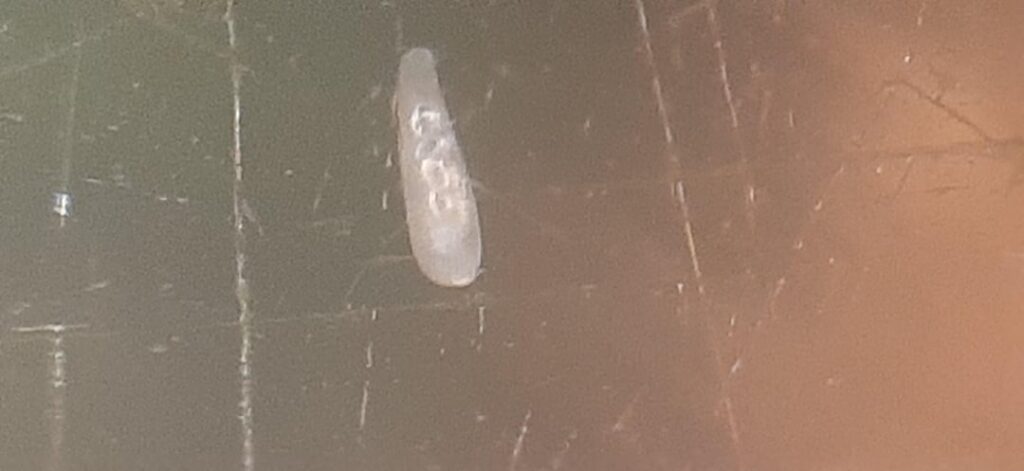 What are these two worm-like things?