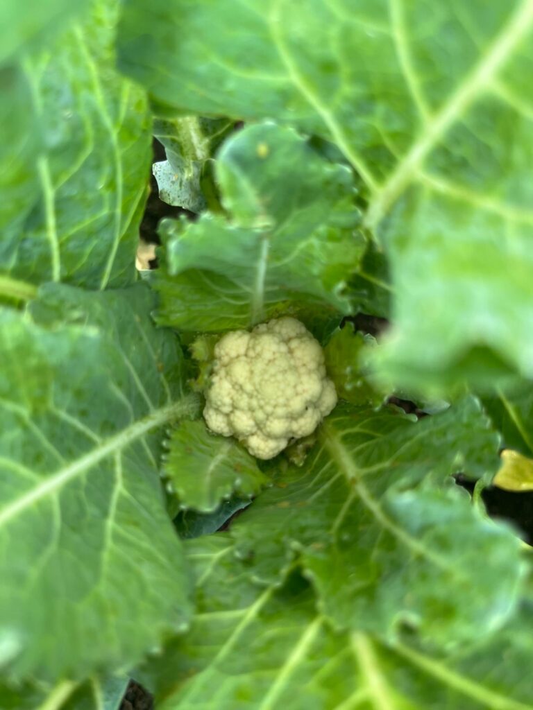 My cauliflower and cabbage are finally heading up!!