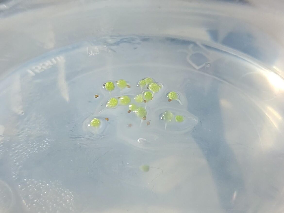 Week-old C. burgeri in vitro