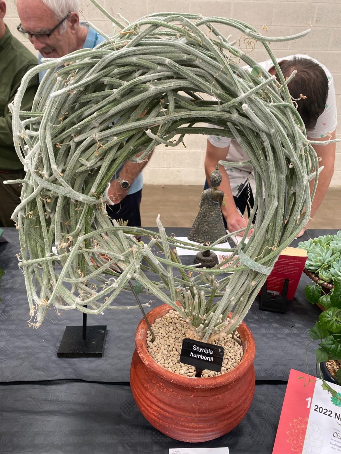 Epic Seyrigia Humbertii (not mine sadly)