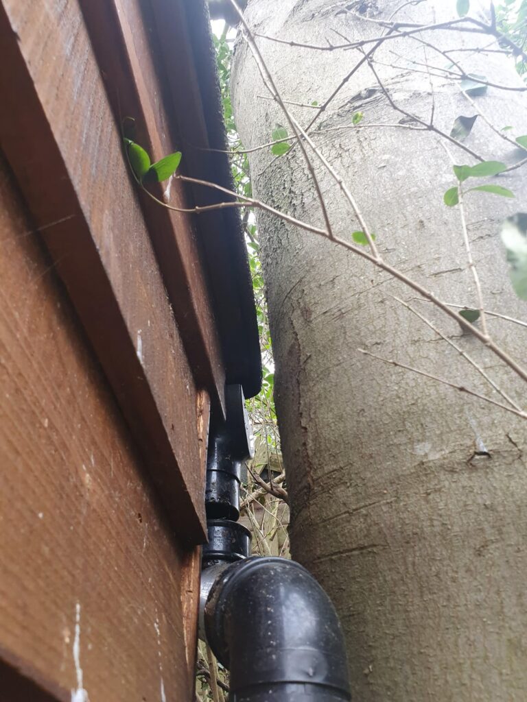 How much of a worry is this tree How much of a worry is this tree