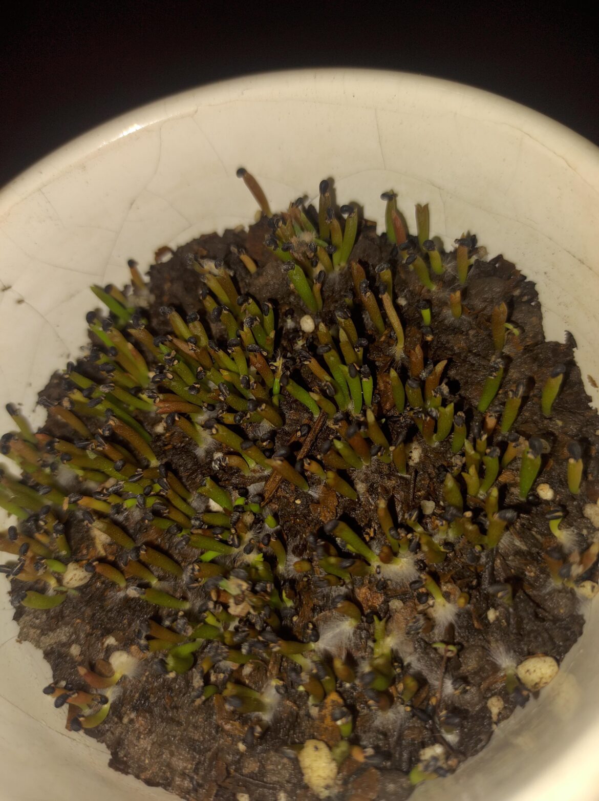 Germinando peruvianus, ya salieron bastantes