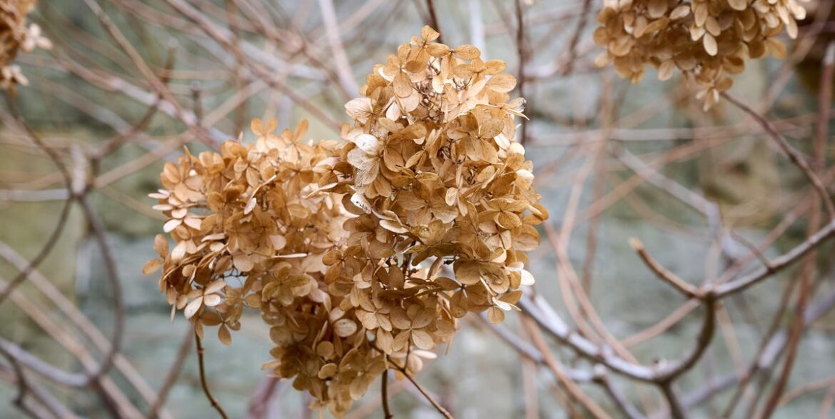 Dead Or Dormant? Use The Simple 'Scratch Test' To Check Your Plants