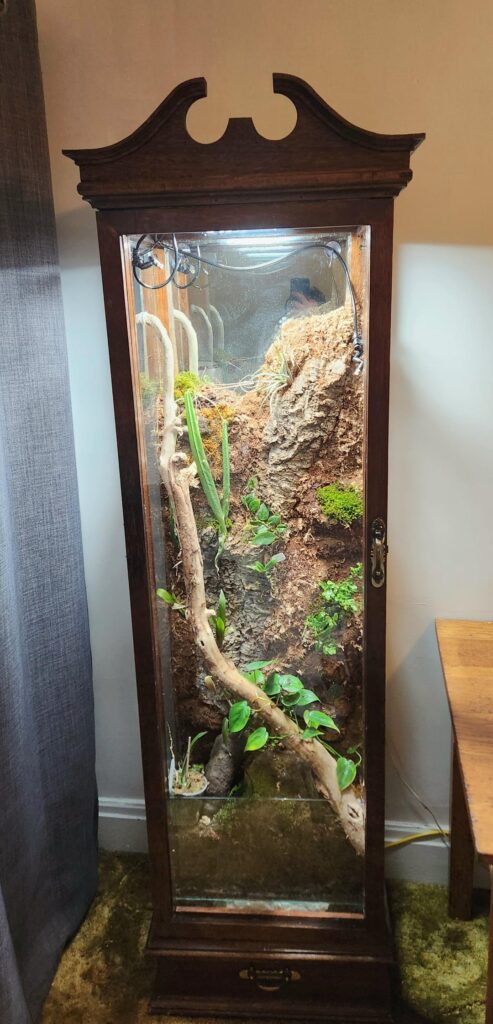 I Converted a Mahogany Display Case Into a Terrarium