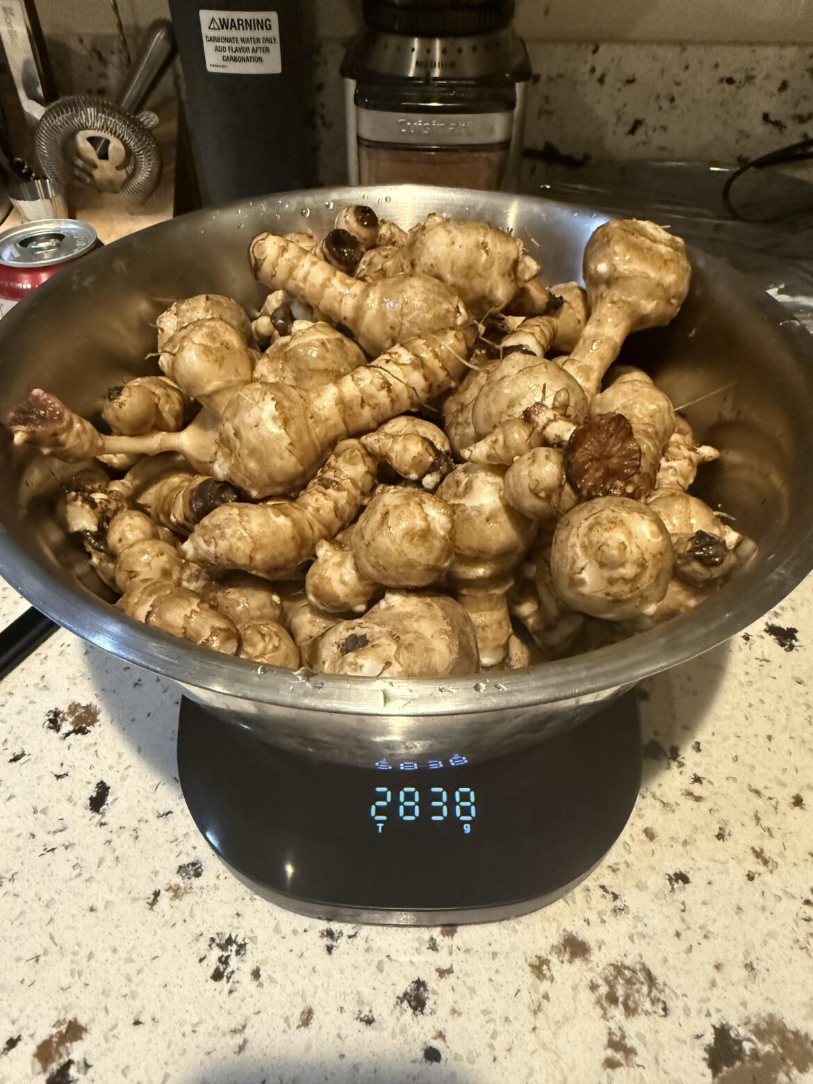 Six pounds of sunckokes harvested