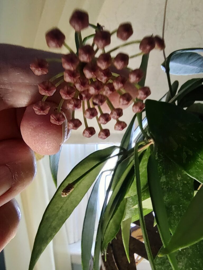 My Whatever Hoya is at it Again