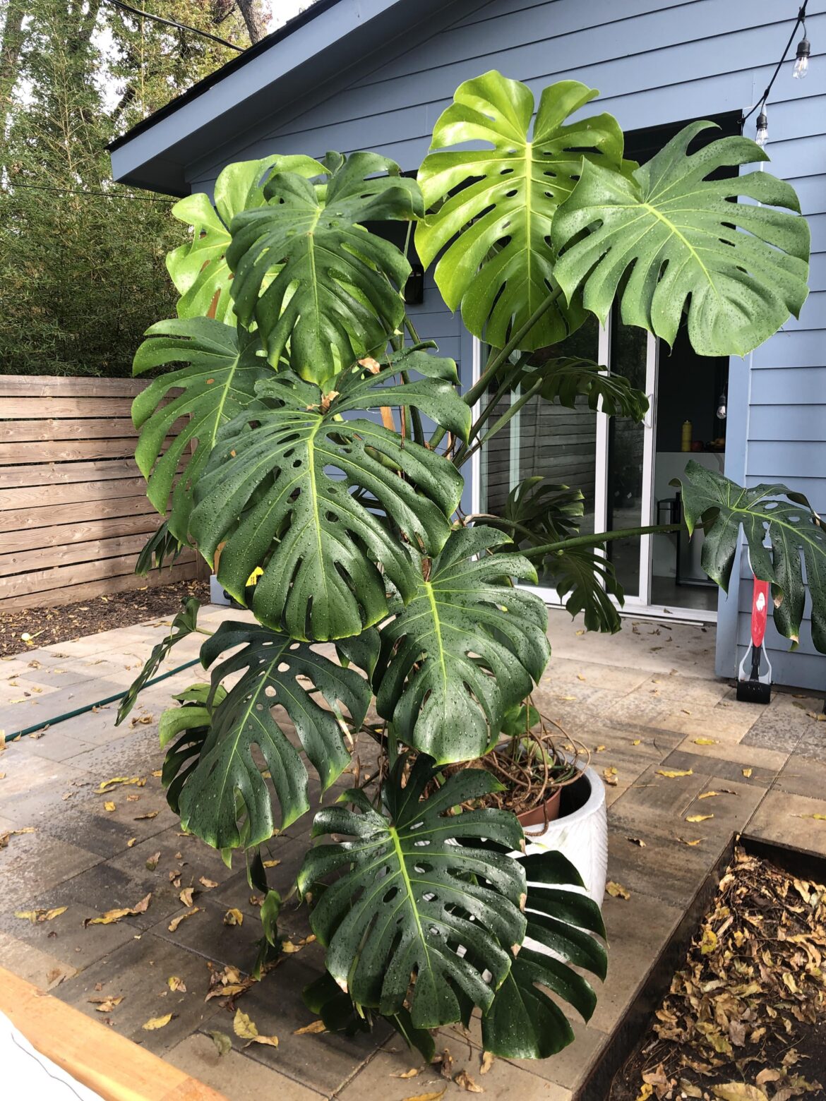 Temporary (seasonal), custom greenhouse