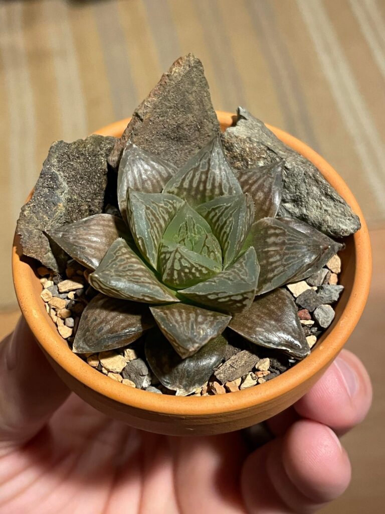 Two and a half years of growth in my care! Two and a half years of growth in my care!