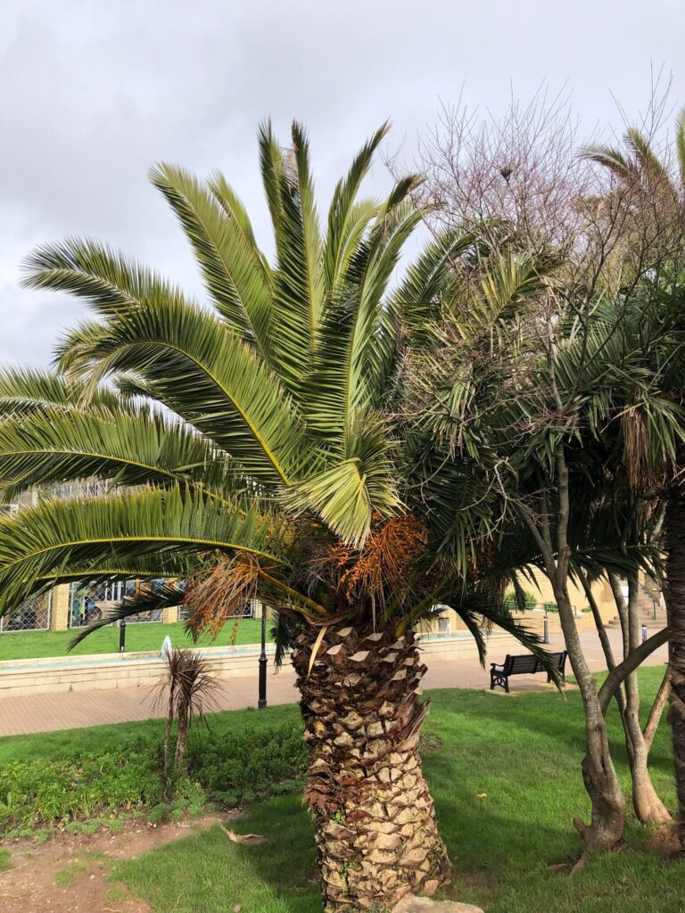 Torquay Palms, South Devon, U.K.