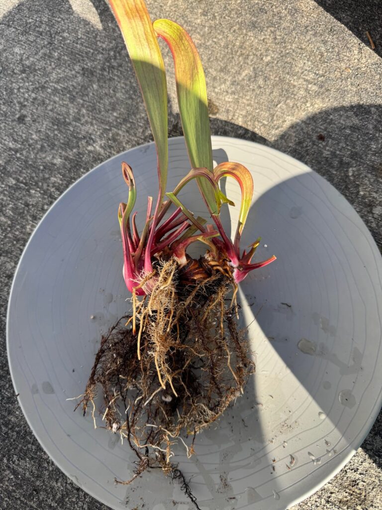 First time repotting sarracenia — divide or plant as is?