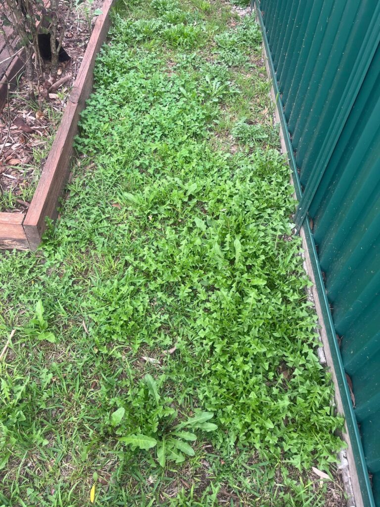 Need help finding the right weed killer Need help finding the right weed killer