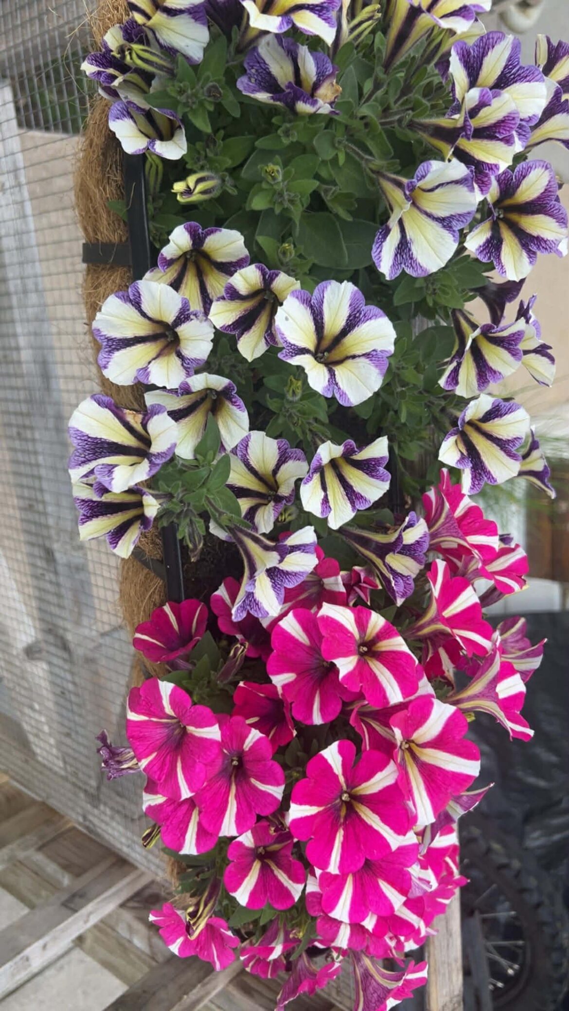 What type of flower is it?