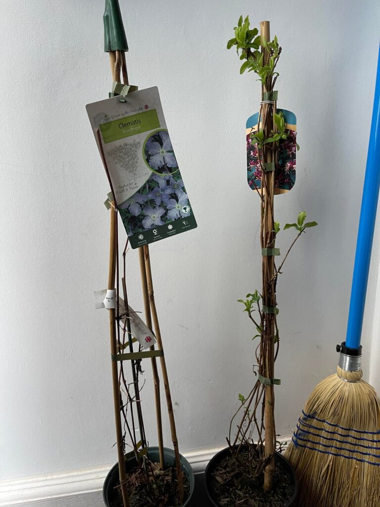 Is this clematis I’ve bought from the garden centre completely dead ? Or is it just because it’s still winter