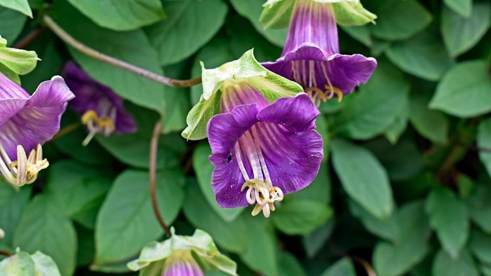 Cup and saucer vine or cathedral bells flowers (Cobaea scandens) on garden