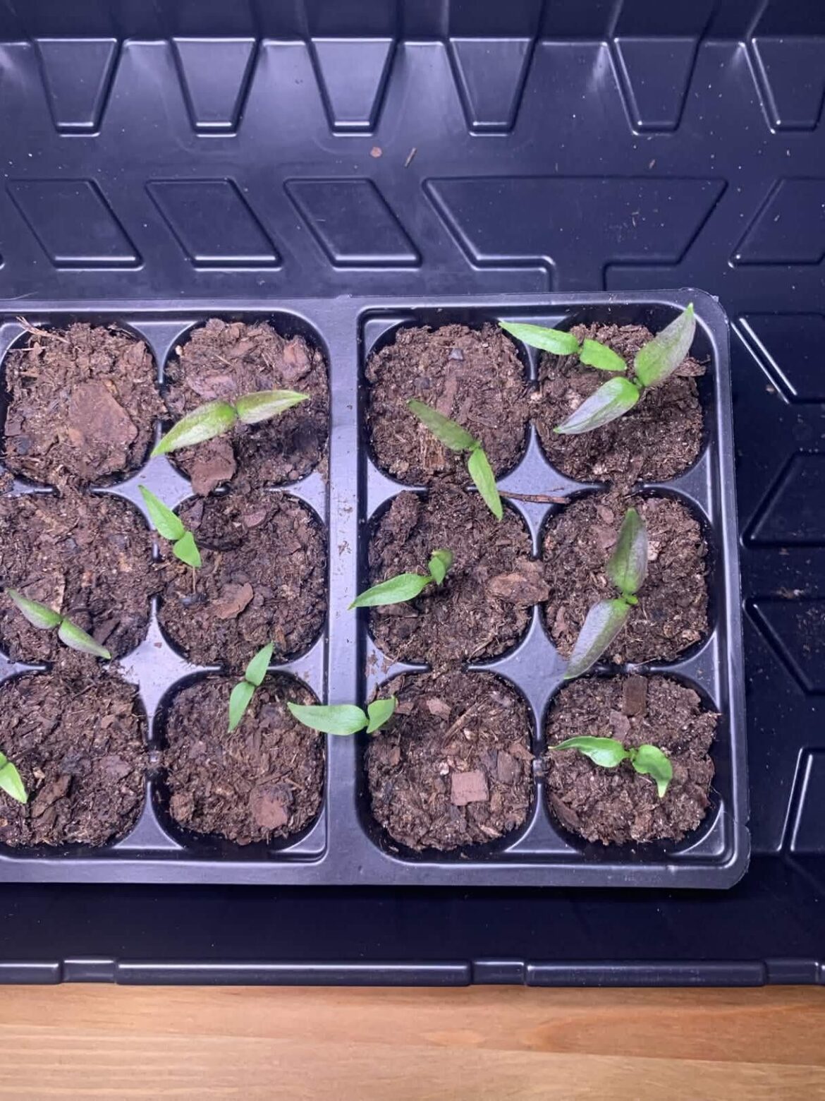 Are My Pepper Seedlings Ok?