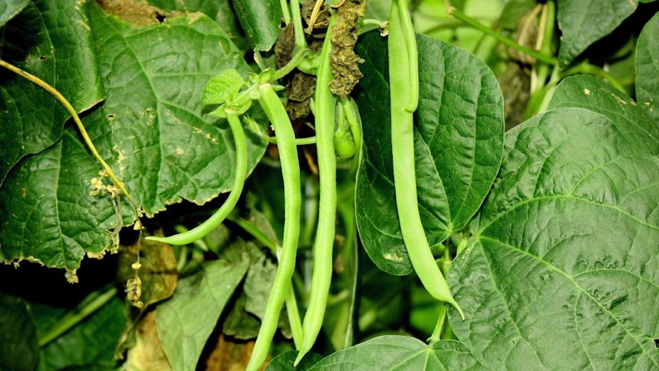 Pole Beans, (Kentucky Wonder common name) ready to be picked. Bean foliage as background