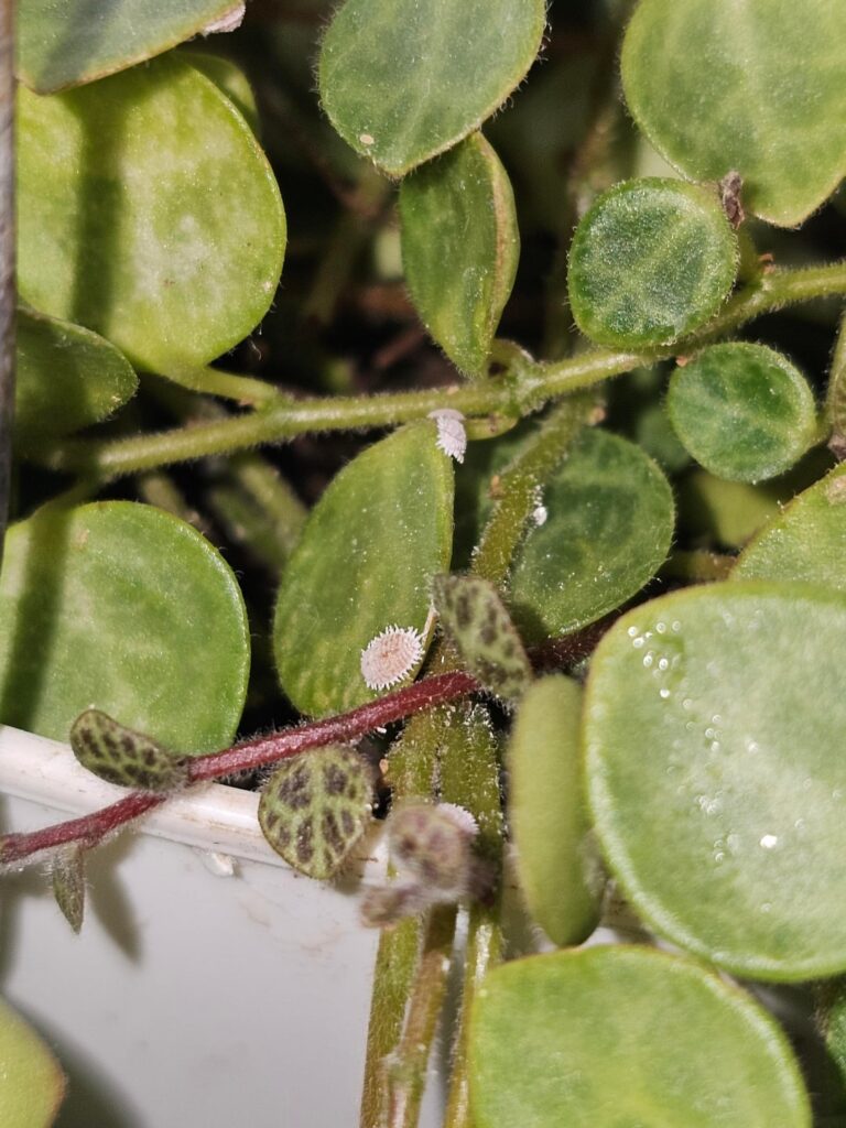 MEALY Bugs.... Help!