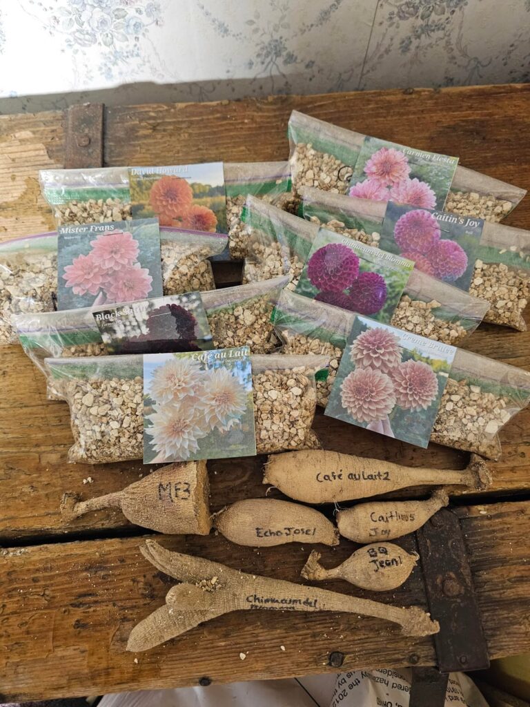 Ducks & Dahlias restock this morning! Ducks & Dahlias restock this morning!