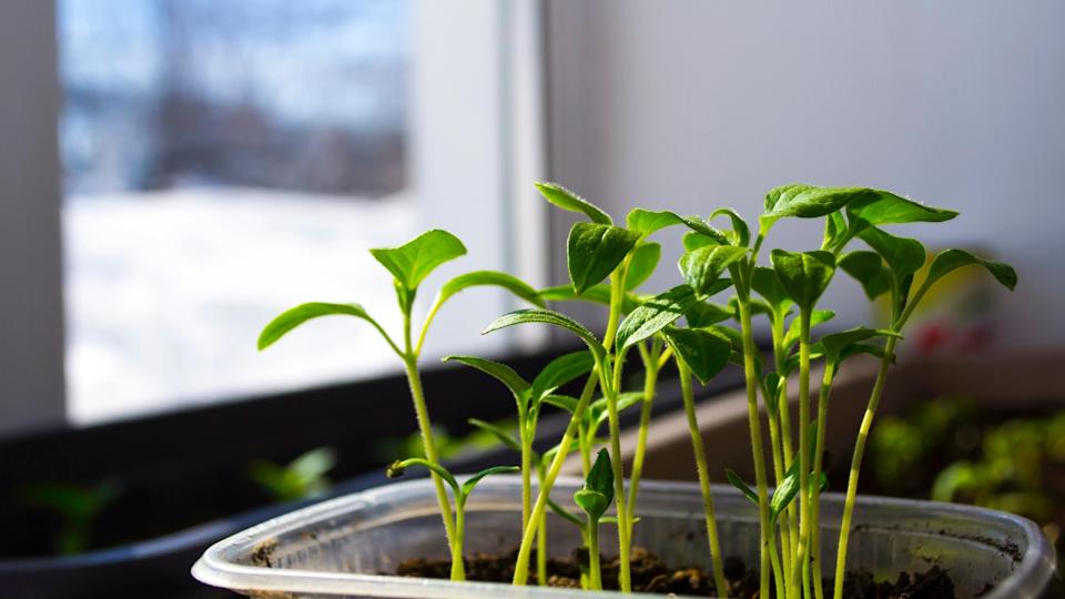 a tray of seedlings in a snowy window