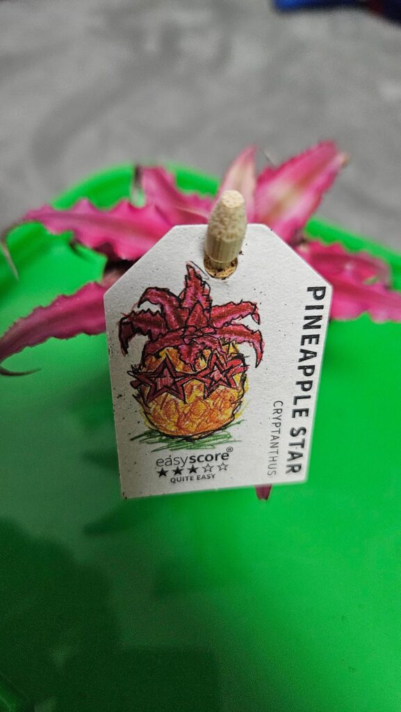 has someone caretips for this plant?