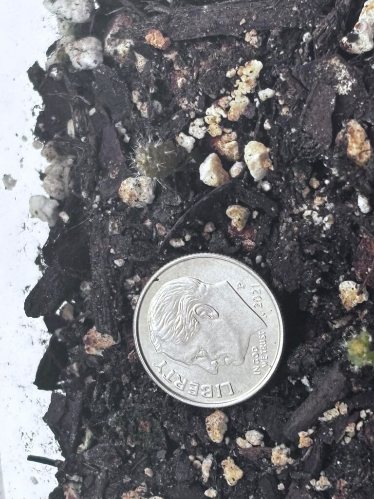 4 month Neoporteria napina seedlings