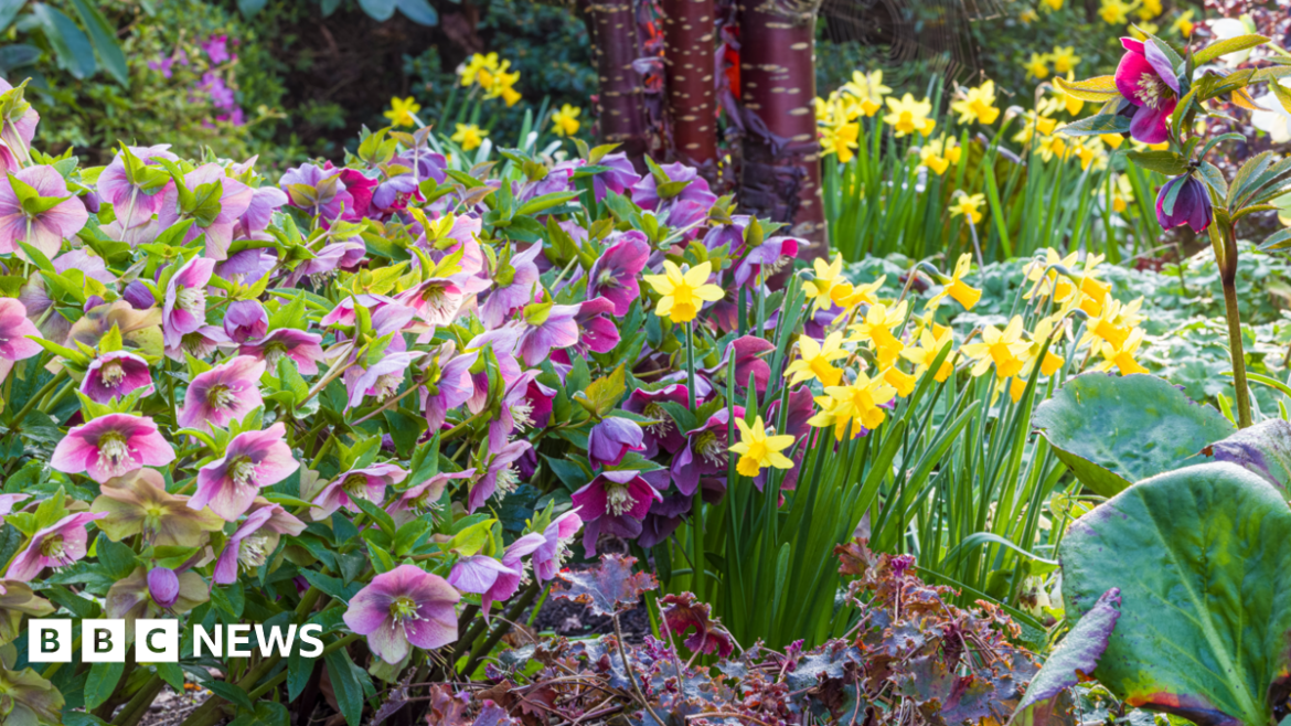 Where to see spring flowers in the West Midlands A composite image of the front pages of the Times and the Guardian on 28 February