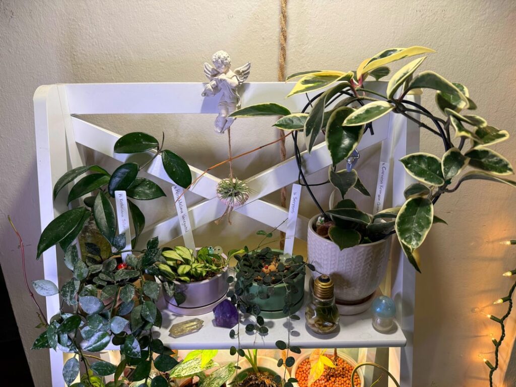 My Hoyas ft my favorite shelf ☺️ can you spot all the little buddies?