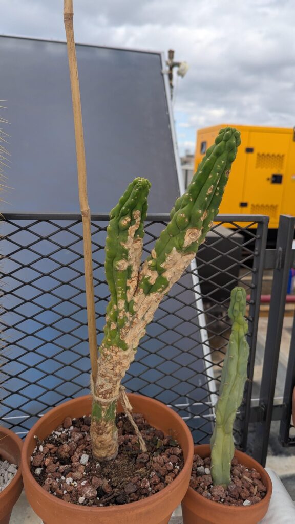 Appreciate suggestions - Fungus