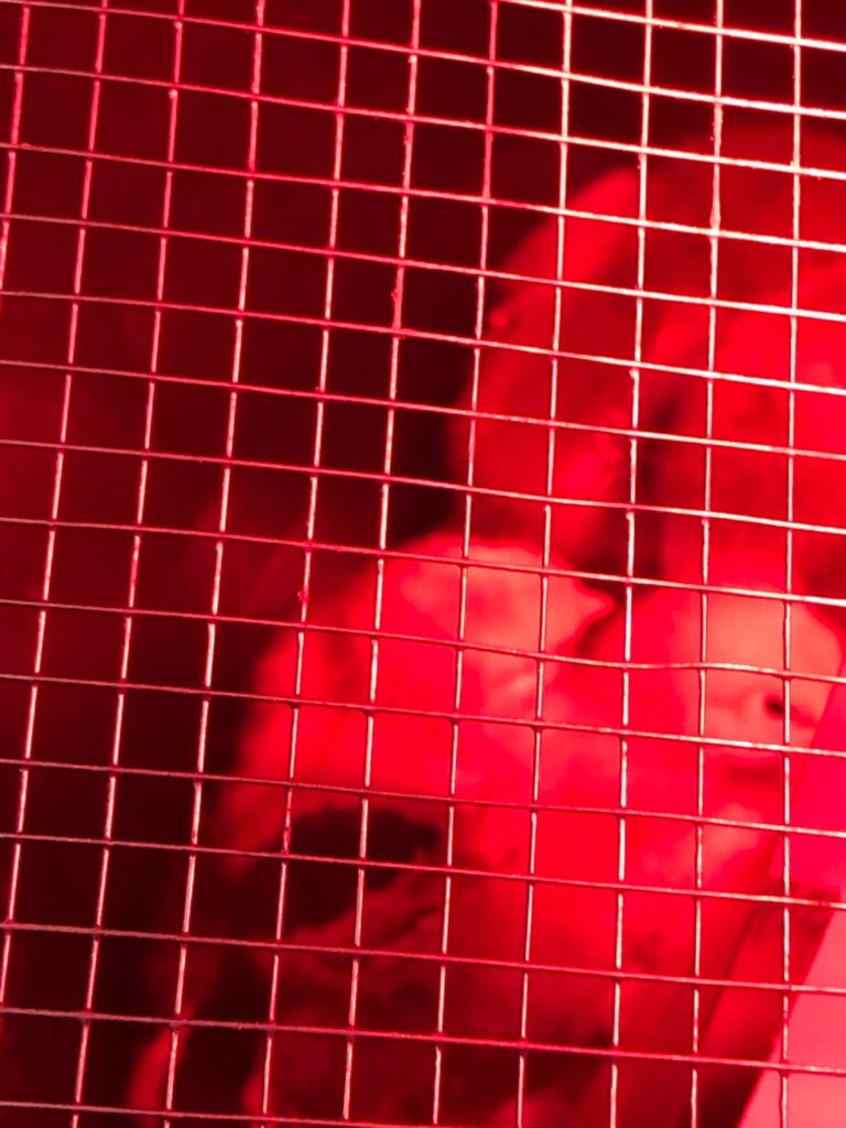 New additions to the homestead …