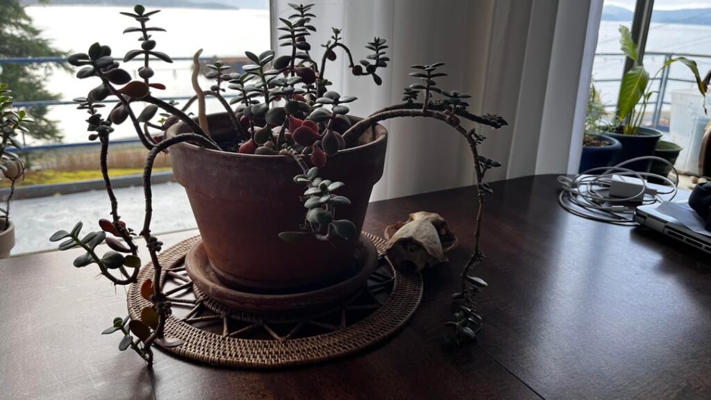 Funky jade…What would you do?